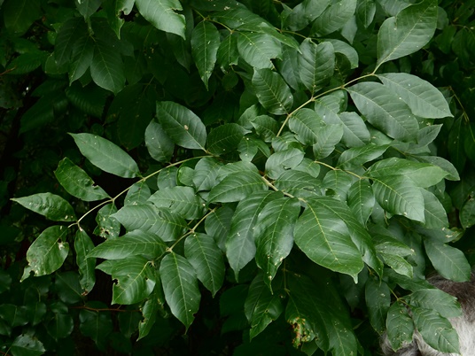 {Fraxinus biltmoreana}